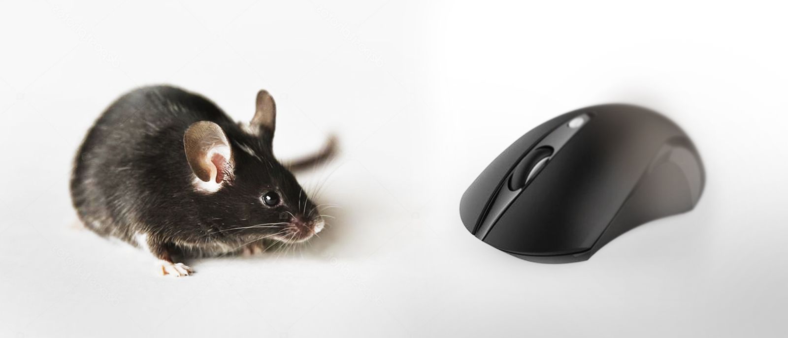image of a living black mouse and a black computer mouse